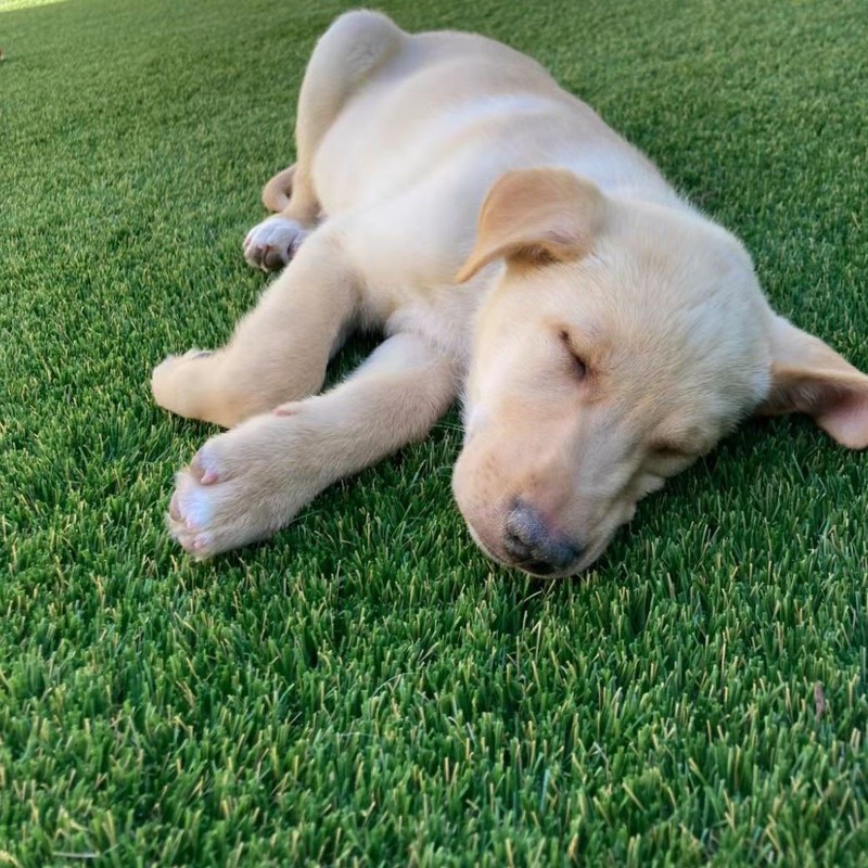 artificial grass pets lawn artificial grass pets lawn